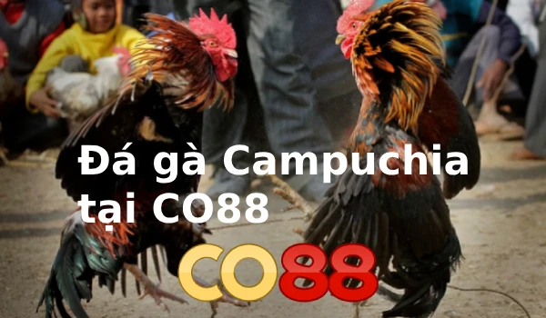 Đá gà trực tiếp hôm nay C1, C2, C3, C4, đá gà thomo, đá gà Campuchia 3 đá gà campuchia co88